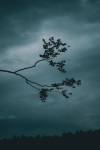 Nicolas CASTANO - CONSCIENCE SAUVAGE | NICOLAS CASTANO